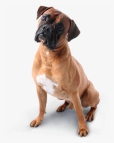 Dog Png Image Free - Boxer Dog, Transparent Png, Free Download