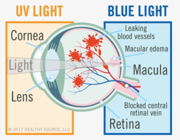 Diagram Of Eye Shows Cornea, Lens, Macula And Retina, - Uv Oxidative Stress Macular, HD Png Download, Free Download
