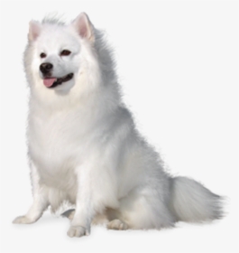 #beautiful #white #fluffy #puppy #dog #cute #animal - American Eskimo Dog White Background, HD Png Download, Free Download