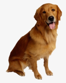 Golden Retriever Dog - Dog Image Transparent Background, HD Png Download, Free Download