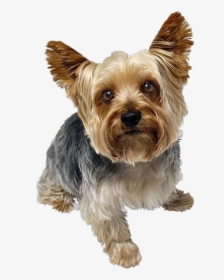 Cute Yorkshire Terrier Dog Png Image - Yorkshire Terrier Png, Transparent Png, Free Download