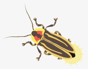 Firefly - Leaf Beetle, HD Png Download, Free Download