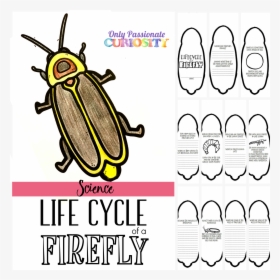 Life Cycle Of Firefly, HD Png Download, Free Download