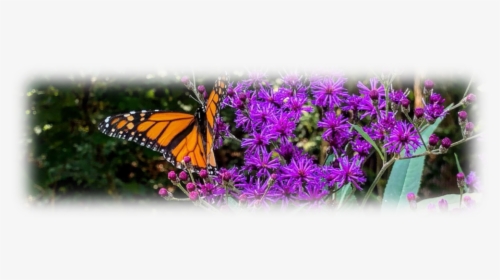 Butterfly 4 - Monarch Butterfly, HD Png Download, Free Download