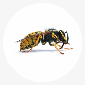 Wasps And Hornets, HD Png Download, Free Download