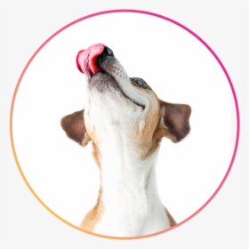 Services2 - Dog, HD Png Download, Free Download