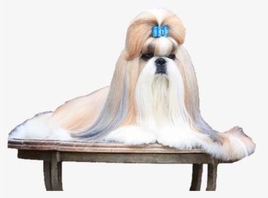 Companion Dog, HD Png Download, Free Download