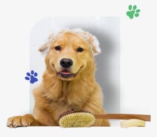 Dog Into Bathtub - Golden Retriever Being Groomed, HD Png Download, Free Download