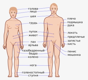 External Features Of Human Body, HD Png Download, Free Download