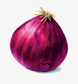 Red Onion, HD Png Download, Free Download