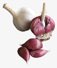 Garlic Free Png Image Download - Red Garlic Png, Transparent Png, Free Download