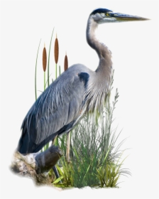 Great Blue Heron, HD Png Download, Free Download