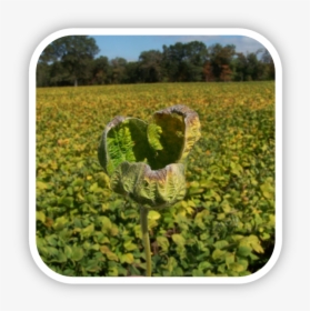 Herbicide-damaged Soybeans From Dicamba Drift - Field, HD Png Download, Free Download