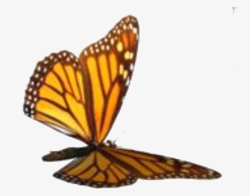 Image - Butterfly, HD Png Download, Free Download