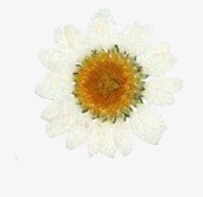 Image - Chrysanths, HD Png Download, Free Download