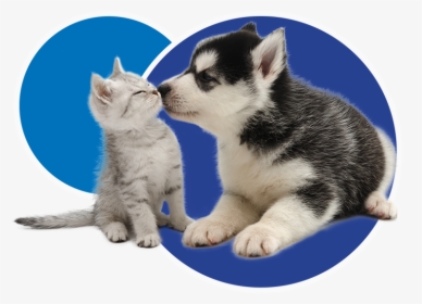 Cta And Dogs, HD Png Download, Free Download