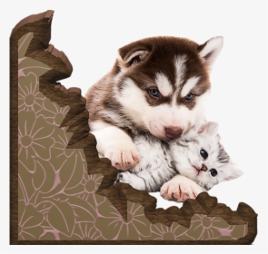 Adorable Puppies Cuddling Husky, HD Png Download, Free Download
