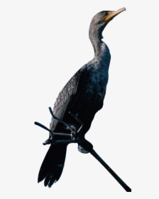A Photo Of The Double Crested Cormorant Perched On - Cormorant Png, Transparent Png, Free Download