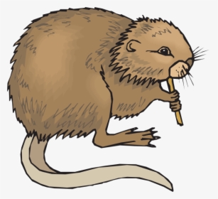 Nutria Clipart Png, Transparent Png, Free Download