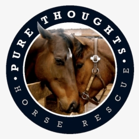 Pure Thoughts Horse Rescue, Inc - Certified Quality System Eqnet Logo, HD Png Download, Free Download