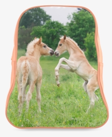Haflinger Horses Cute Funny Pony Foals Playing Horse - Funny Foals Funny Pony, HD Png Download, Free Download