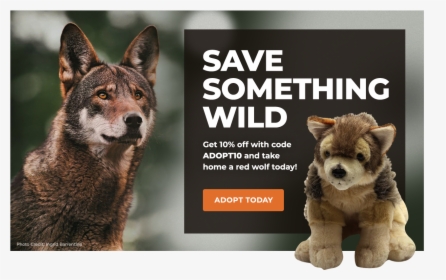 Adopt A Red Wolf - Save The Red Wolf, HD Png Download, Free Download