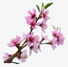 Transparent Sakura Branch Png - Cherry Blossom, Png Download, Free Download