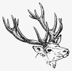 Bison, Head, Red, Sketch, Silhouette, Cartoon, Deer - Horn Black And White, HD Png Download, Free Download