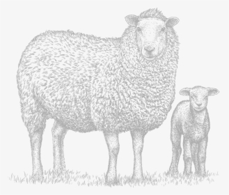 Baby Sheep Png, Transparent Png, Free Download