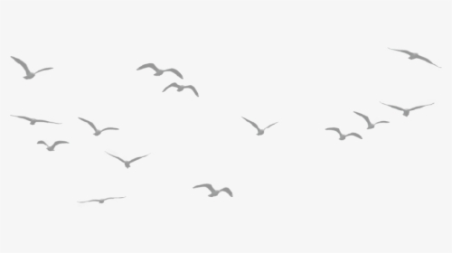 Flower Decoration - Birds Flying In The Sky Png, Transparent Png, Free Download