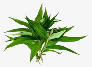 Vietnamese Coriander, HD Png Download, Free Download