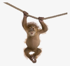 #mq #hanging #brown #monkey - Transparent Background Monkey Png, Png Download, Free Download