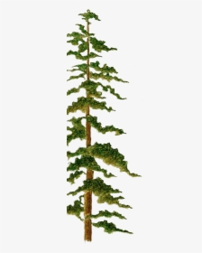 Tree - Canadian Fir, HD Png Download, Free Download