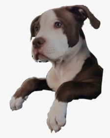 #pitbull #pupoy #dog #petsandanimals #hangingout #brown - American Pit Bull Terrier, HD Png Download, Free Download