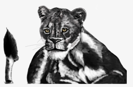 Lion Cub B/w - Lion, HD Png Download, Free Download