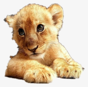 #freetoedit #lion#cub - Cute Eyes Meme, HD Png Download, Free Download