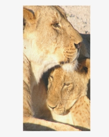 Lion And Cub Love Bath Towel 30"x56" - Masai Lion, HD Png Download, Free Download
