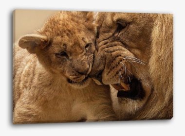 Lion Cub Png, Transparent Png, Free Download