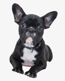 French Bulldog Png File - Valentines Dog Puppy, Transparent Png, Free Download