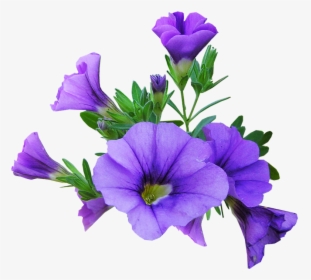 Purple Flowers Graphics, HD Png Download, Free Download