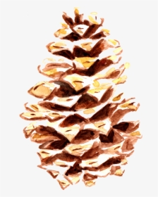 Pine Cone 1, HD Png Download, Free Download