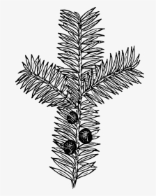 Yew Line Drawing, HD Png Download, Free Download