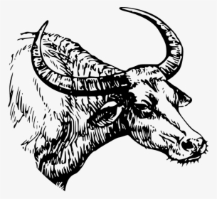 Picture - Water Buffalo Clipart Black And White, HD Png Download, Free Download