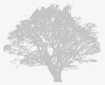 Clipart Black And White Transparent Tree, HD Png Download, Free Download