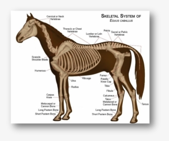 Labeled Horse Skeleton Diagram, HD Png Download, Free Download