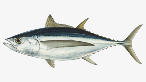 Albacore, HD Png Download, Free Download
