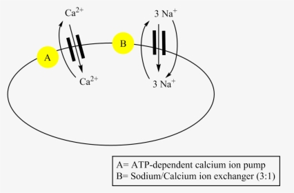 Sodium Calcium Pump - Circle, HD Png Download, Free Download