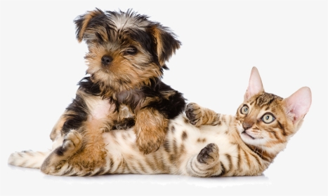 Banner-give - Bengal, HD Png Download, Free Download