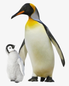 Emperor Penguin , Png Download - My Revision Notes: Ocr Gcse (9-1) Geography B, Transparent Png, Free Download