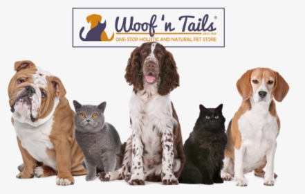 Woof N Tails Background9, HD Png Download, Free Download